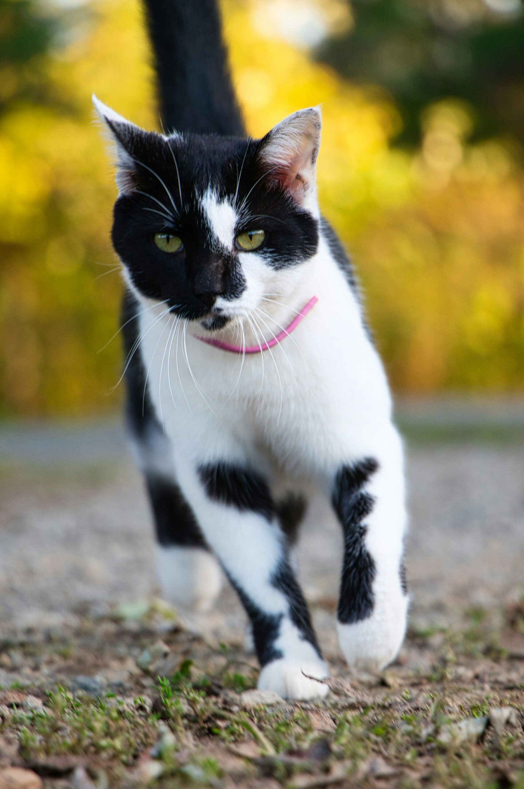 svartvit katt som springer utomhus på en stig