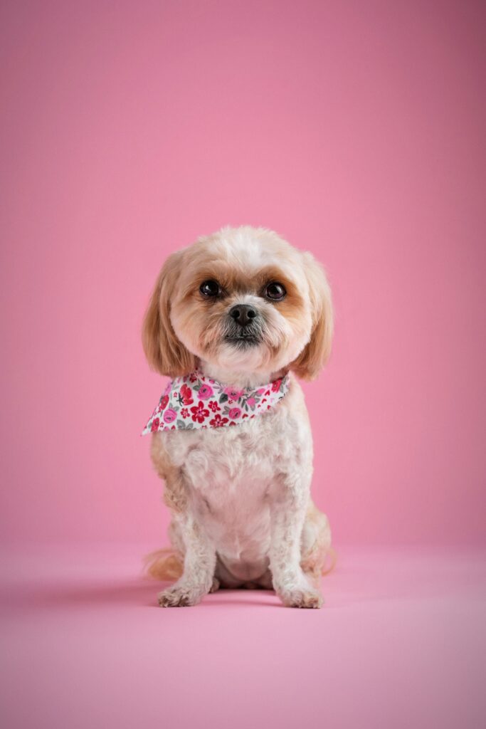 liten söt hund med sjal står med rosa bakgrund