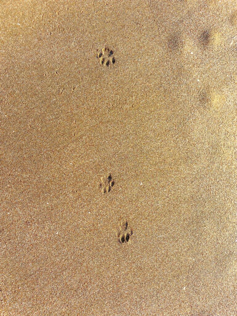 sand med kattavtryck