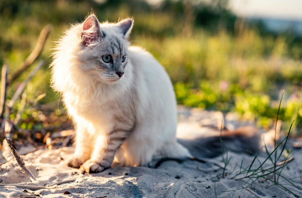 katt som sitter på sand med gräs i bakgrunden