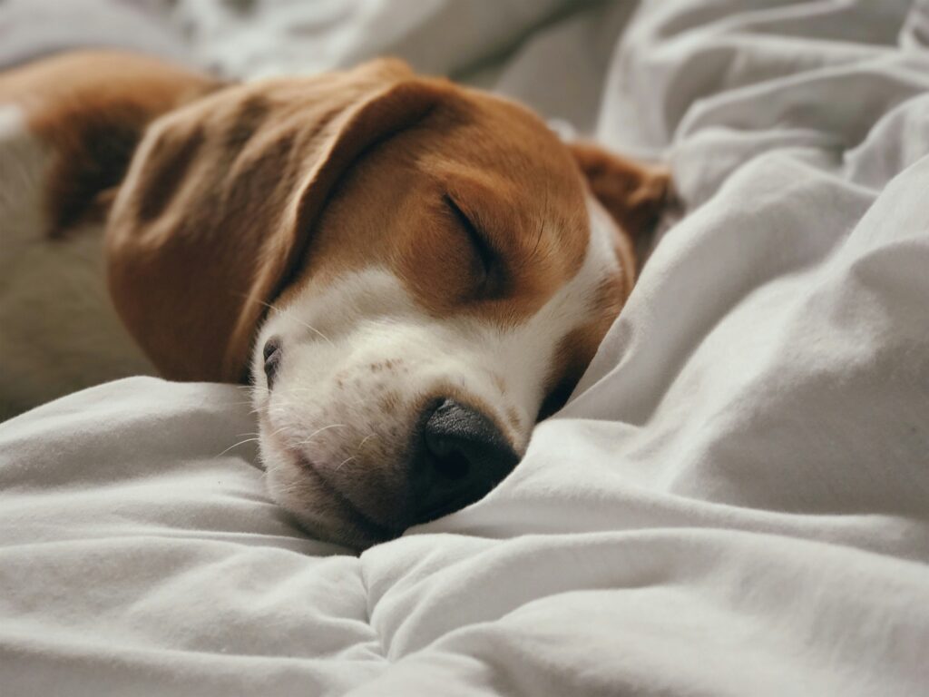 beagle som sover i säng